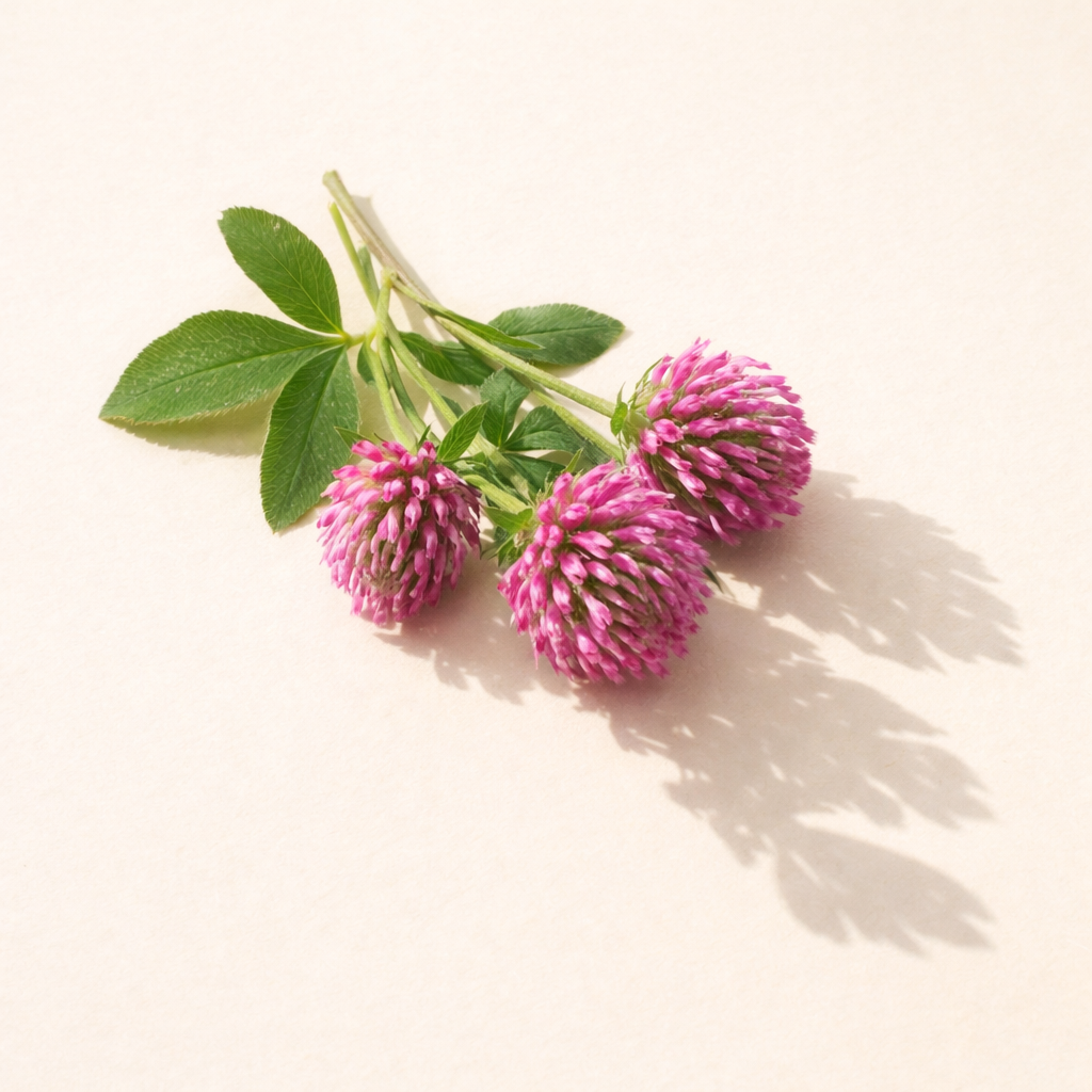 Lymphatic Herbal Oral Liquid Dietary Supplement